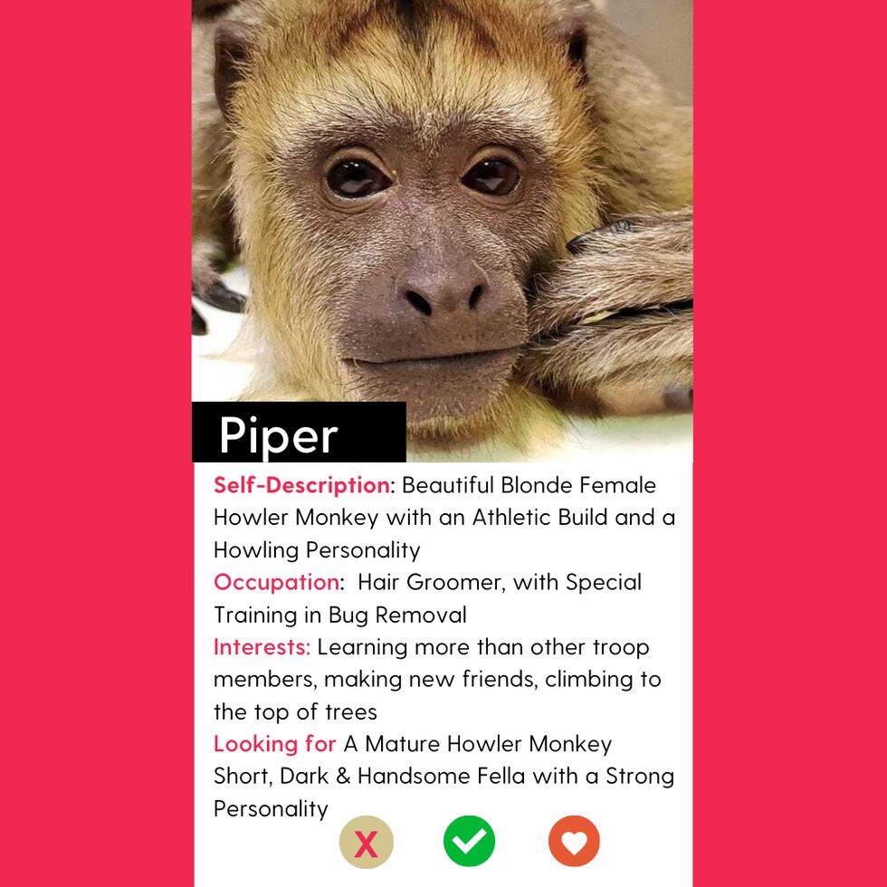 Piper is a three-year-old blonde howler monkey residing in a Rhode Island zoo