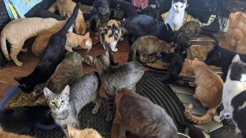 For Pet's Sake Rescue moved in to help after getting a call about an owner who left 41 cats at...