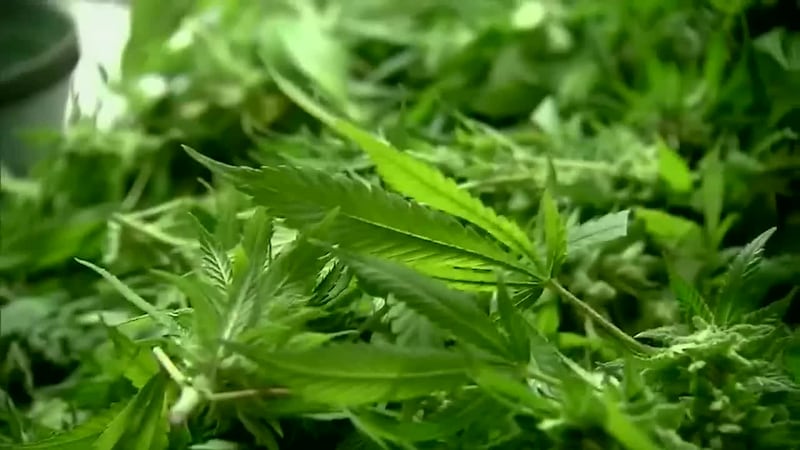 Some Mississippi communities still working on pushback to medical marijuana opt outs