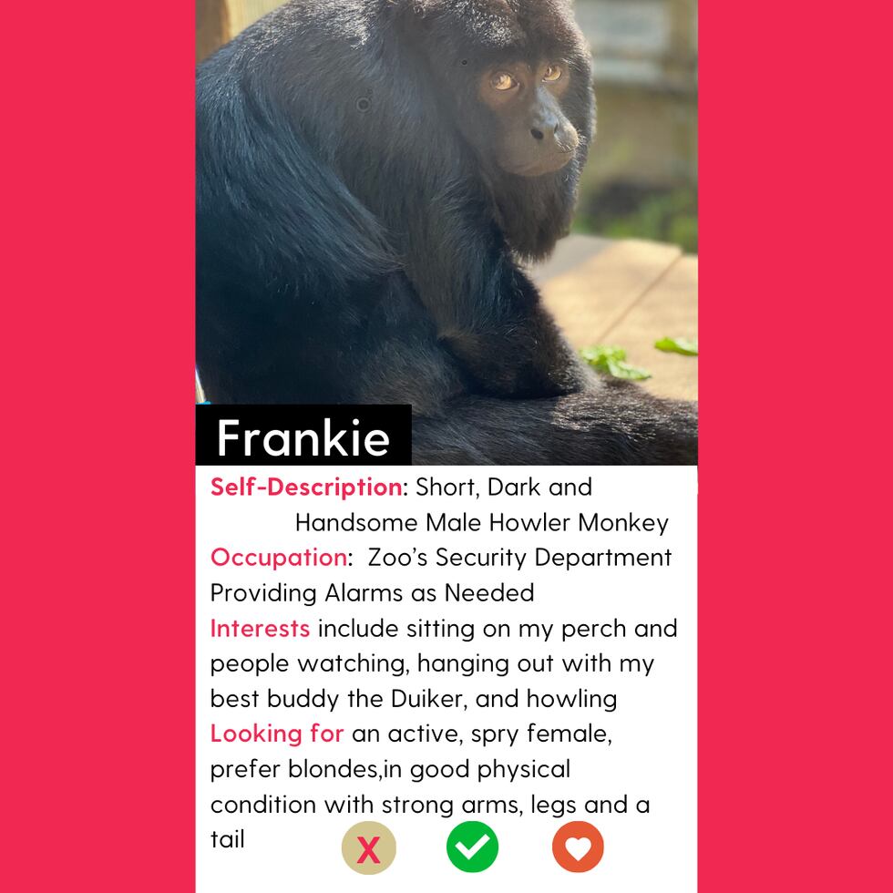 Frankie is a seven-year-old male howler monkey residing in the Hattiesburg Zoo.