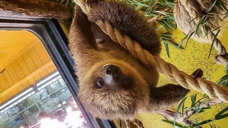 One of the Hattiesburg Zoo’s Hoffman’s two-toed sloth, Maple, turned 2 in May 2022.