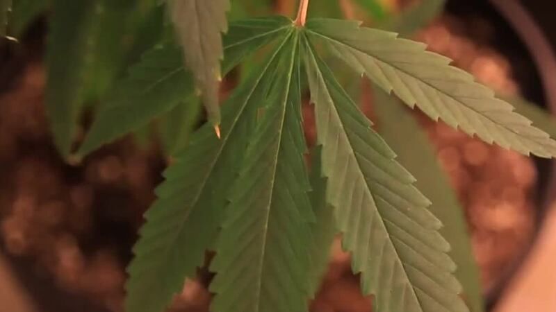 Lawmakers try to spend Louisiana's medical marijuana program