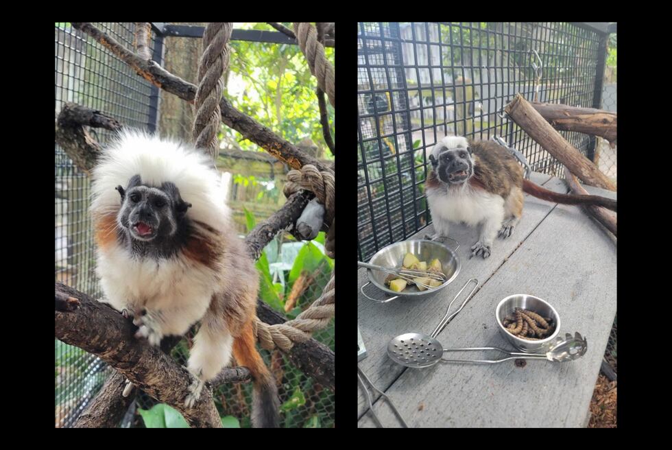 Photo, L to R: Gidget and Motley.